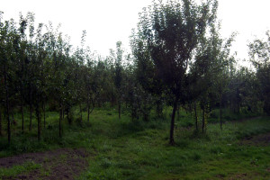 Obstbaumwiese_2