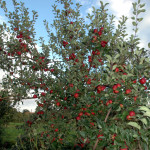 Apfelbaum-mit-Fruechten-150x150.jpg